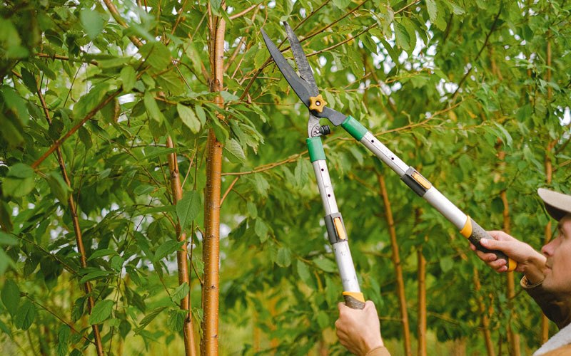 Tree trimming in Glendale Heights, IL